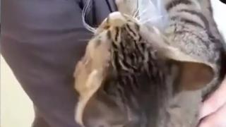Котарак научи командата "гушкане" и предизвика възторг в мрежата ВИДЕО