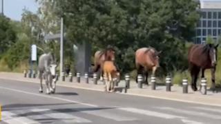 Дивия Запад в София: Коне се разхождат спокойно на пътя за летището ВИДЕО