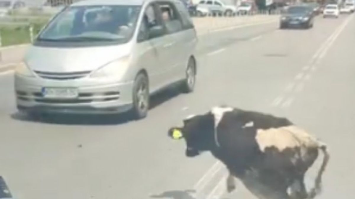 Шокираща гледка със спринтираща крава стресна столичани ВИДЕО