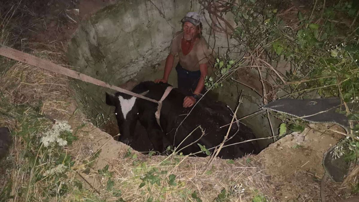 Крава падна в шахта в Сливенско и последва нещо неочаквано СНИМКА