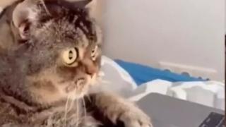 Уникално ВИДЕО: Вижте котарак, който е пристрастен към интернет 