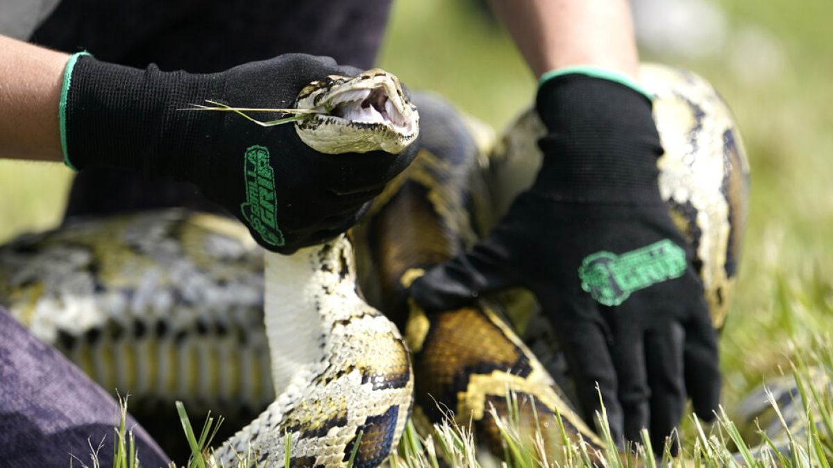 Стотици тръгнаха на лов за питони, а причината е... ВИДЕО
