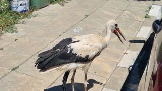 Тежко ранен щъркел откри своите спасители в Бургаско ВИДЕО