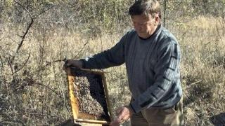 Ще се ударите по челото, като видите каква е цената на меда в Кюстендилско
