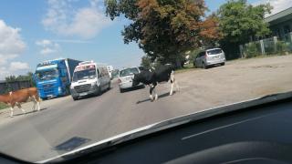 Тази СНИМКА шокира софиянци, какво правят тези крави 