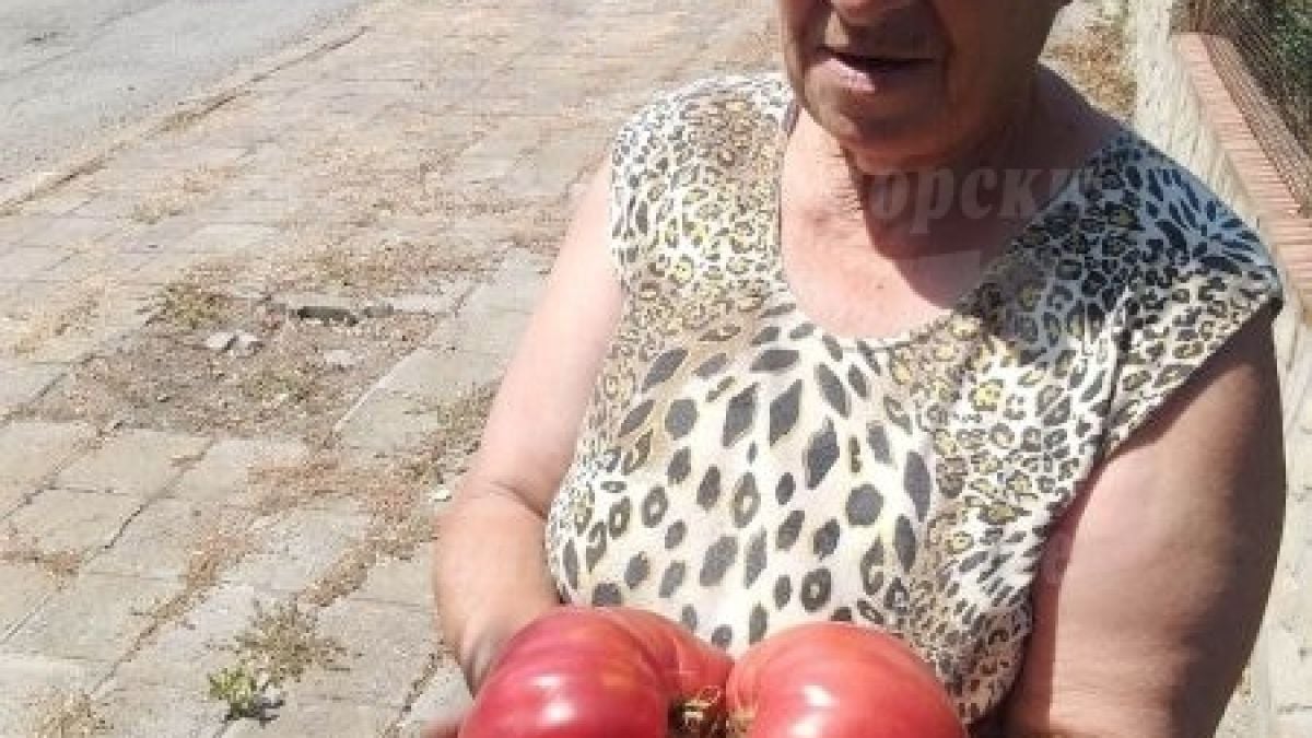 Не е за вярване какво чудо откъсна баба Руска от градината си в Айтоско СНИМКА 
