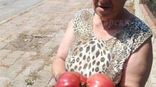 Не е за вярване какво чудо откъсна баба Руска от градината си в Айтоско СНИМКА 