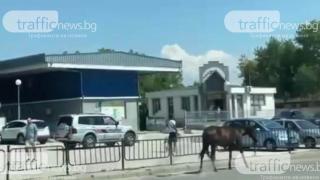 Не е за вярване какво се разхожда край КАТ-Пловдив ВИДЕО