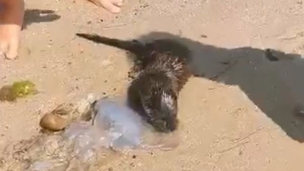 Хищник събра очите на плажуващите във Варна ВИДЕО 
