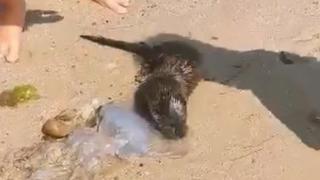 Хищник събра очите на плажуващите във Варна ВИДЕО 