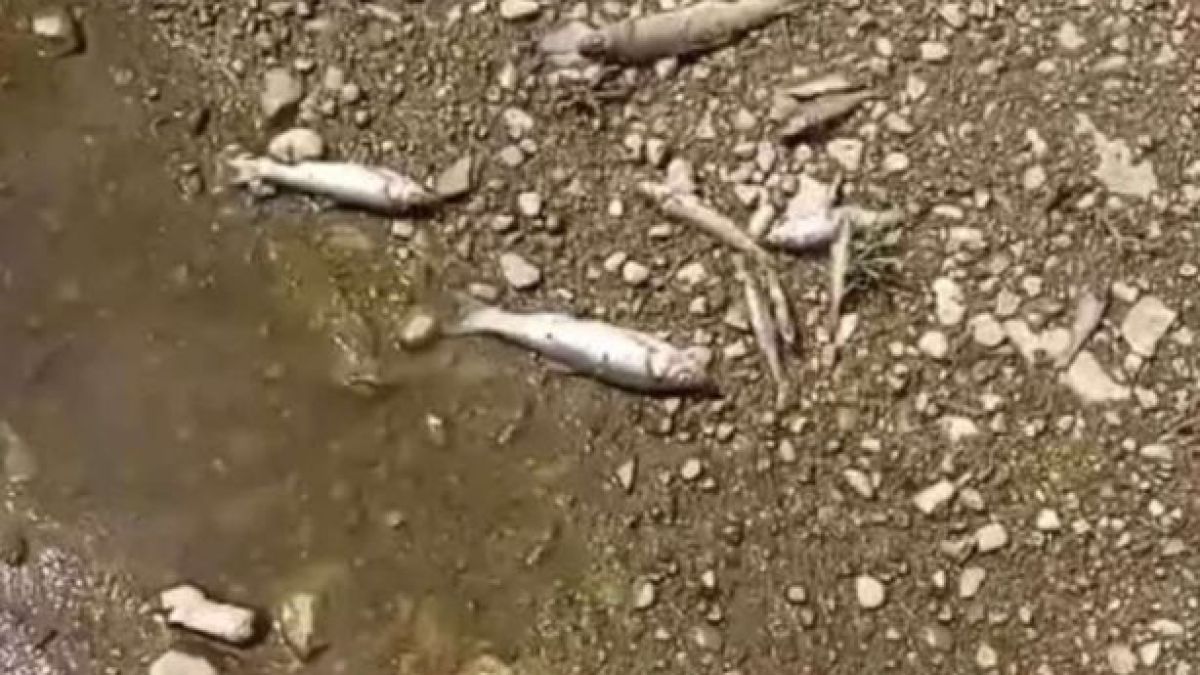 Зловеща гледка в река в Родопите ВИДЕО 