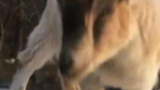 Коза се намъкна в патрулка и започна да... ВИДЕО 