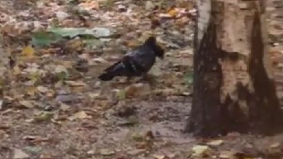 Гълъб мутант с две глави събра очите на мрежата ВИДЕО 