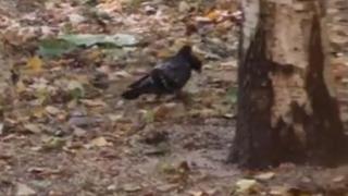 Гълъб мутант с две глави събра очите на мрежата ВИДЕО 