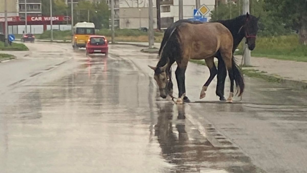Сцена с два танцуващи коня на голям булевард втрещи Видин СНИМКИ