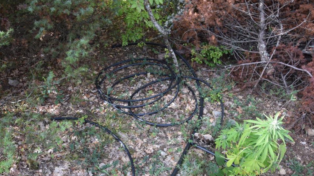 Арестуваха германец заради наркоферма в Кюстендилско СНИМКИ