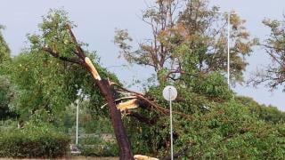 Дърво уби трима души, включително майка и бебе, докато търсели великденски яйца
