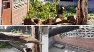 Погром и в Силистра: Вятърът изтръгна дървета и обърна лодки СНИМКИ