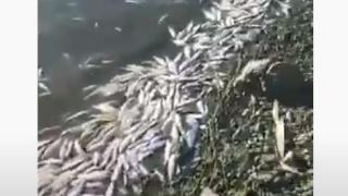 Потресаваща гледка в язовир край Бургас ВИДЕО