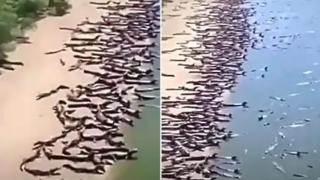 Пълен шок! Стотици крокодили нахлуха на този плаж ВИДЕО