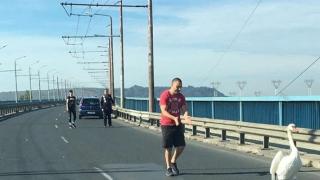 Лебед побърка шофьорите на Аспаруховия мост във Варна СНИМКИ