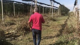 Драмата на производителя: Кралят на ябълките в България хлопна кепенци