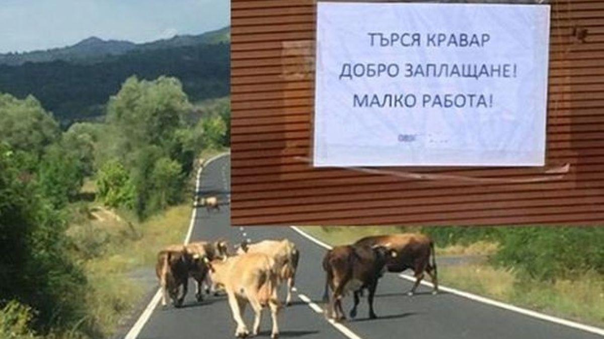 България не помни такава обява: Добро заплащане, малко работа СНИМКА