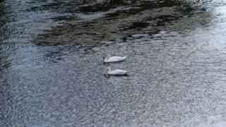 Не всеки ден се вижда такова нещо във водите на река Марица ВИДЕО