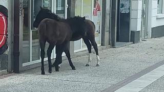 Жителите на Самоков в потрес, в центъра на града се разхождат... СНИМКИ