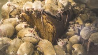 Невиждано нашествие превзема Япония, като библейска напаст е 