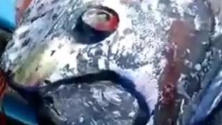 Рибари уловиха предвестника на Деня на Страшния съд ВИДЕО