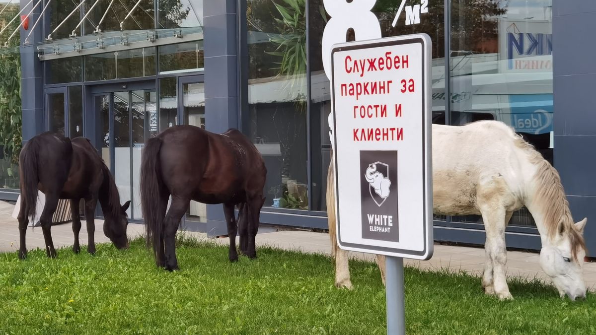 Голямото село: Прасета, коне и кокошки превзеха  столичния жк "Люлин" СНИМКИ