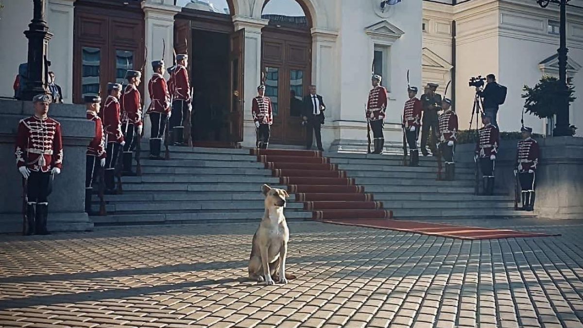 Голяма изненада за кучето, посрещнало депутатите в първия им работен ден 