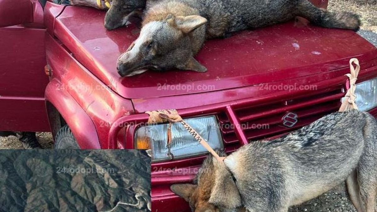Стана ясно откъде е дошла свирепата напаст, която вгорчи живота на стопаните в Родопите 
