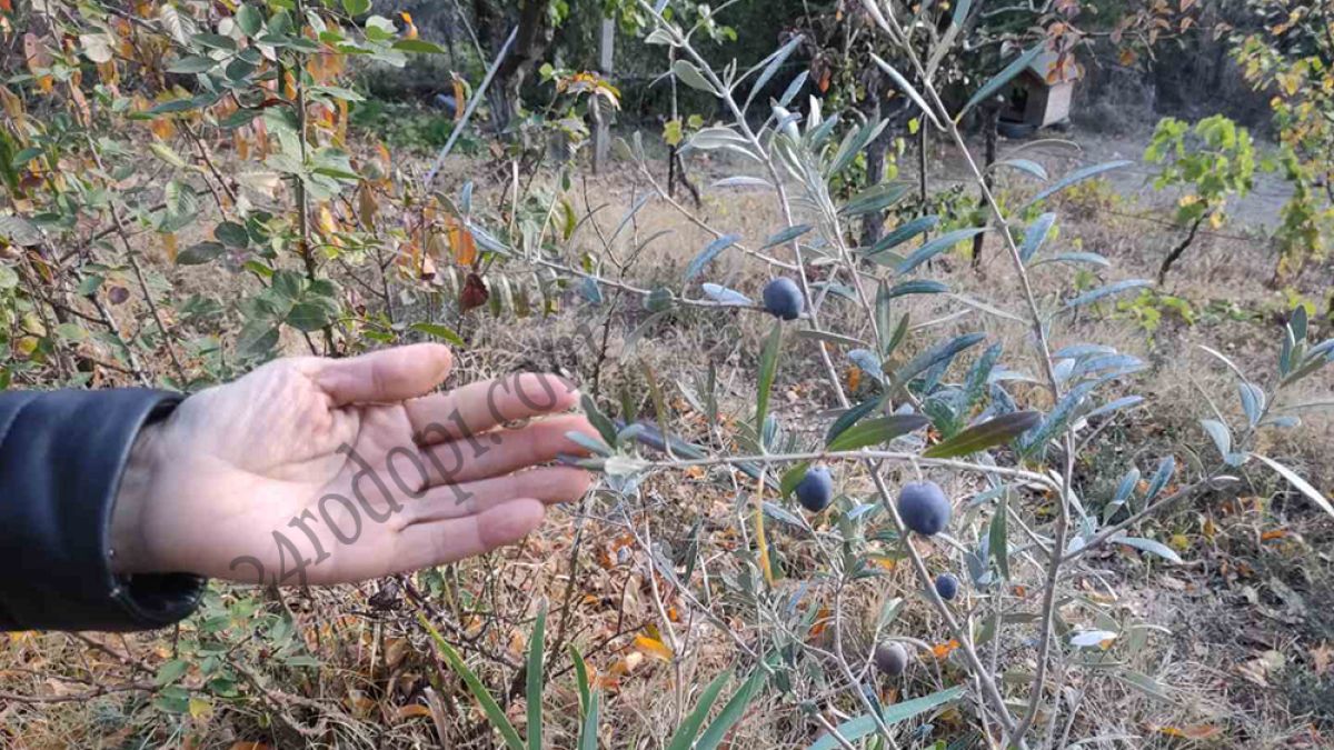 Чудо невиждано в Родопите: Беше предсказано, но никой и сега не вярва 