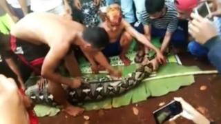 Огромен питон изяде жива жена, а когато разрязаха корема му... СНИМКА