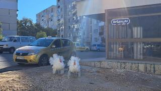 Такова нещо в Добрич не се вижда всеки ден СНИМКИ