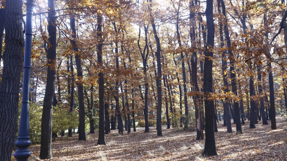 Сняг връхлита България в неделя, ще трупа във...