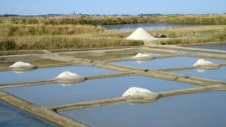 Тази наша индустрия скоро може изчезне