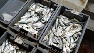 Не е за вярване какво се случи на рибната борса в Бургас заради цената на чернокопа 