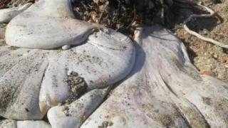 Жена срещна "нещо без лице" в Корнуол, никой не знае какво то СНИМКИ