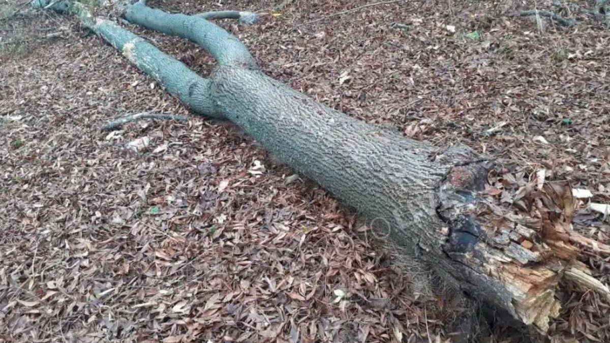 Такова чудо в Хасково от 100 години не е било! СНИМКИ