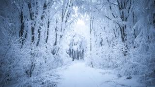 Тежка драма в гората над Харманли, всички накрак заради ужаса