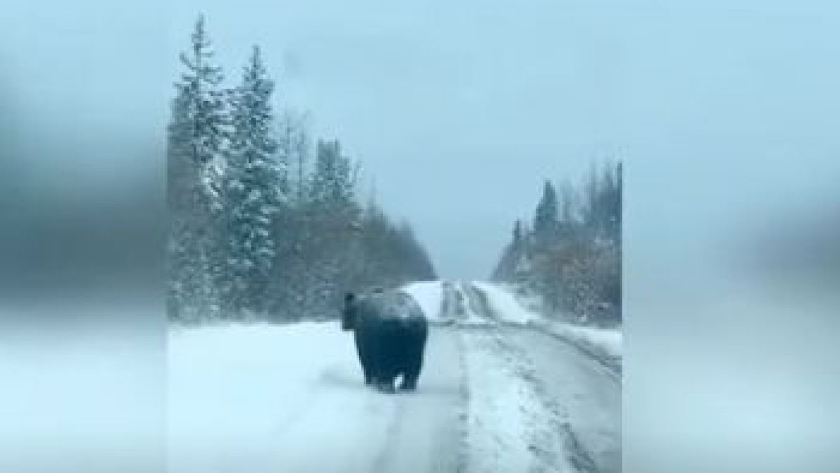 Нещо странно се случва с животните у нас, все повече не могат да...