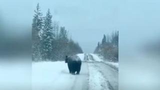 Нещо странно се случва с животните у нас, все повече не могат да...