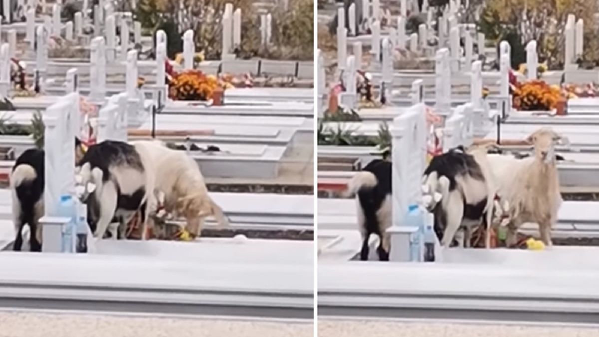 Това ВИДЕО от гробището в Асеновград потресе цяла България 