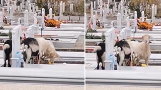 Това ВИДЕО от гробището в Асеновград потресе цяла България 