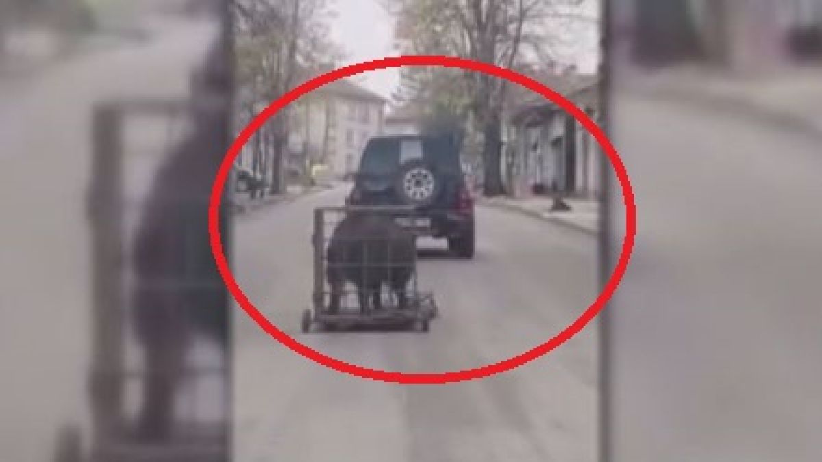 Шок 3 в 1: Пиян шофьор вози прасе в клетка и удря две коли ВИДЕО