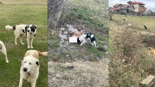 Страшна напаст удари Кирковско, стопаните изреваха 