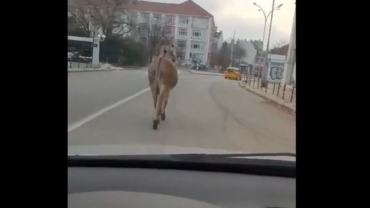 Варненските шофьори в шок заради магаре, всички се опитват да... СНИМКИ